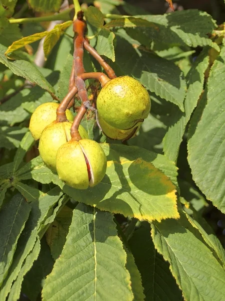 Horse chestnut fruit — Stock Photo, Image