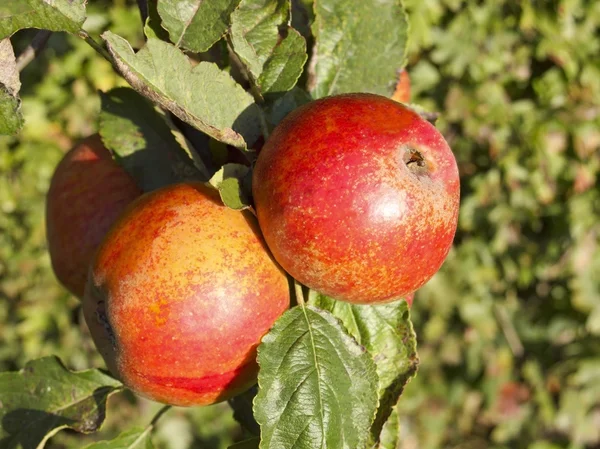 Höstens äpplen — Stockfoto