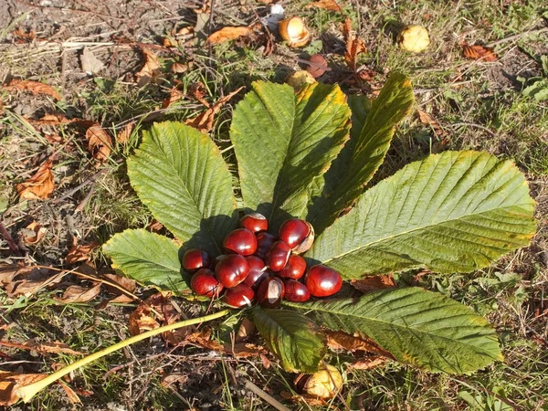 Horse chestnut fruit 2 — Stock Photo, Image
