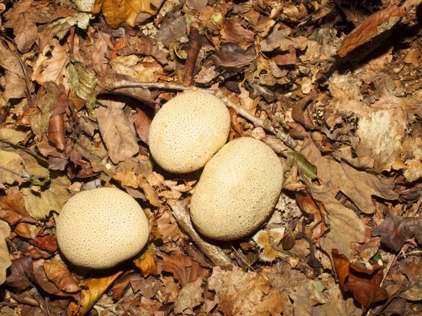 Κοινός μύκητας ο earthball — Φωτογραφία Αρχείου