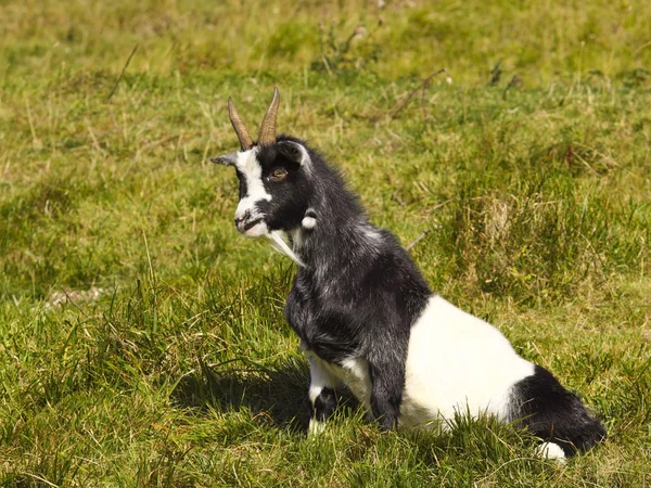 黑色和白色的山羊 — 图库照片