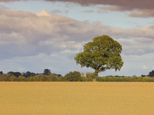 Yalnız meşe ağacı — Stok fotoğraf