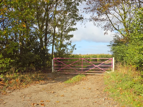 Рожевий поле ворота — стокове фото