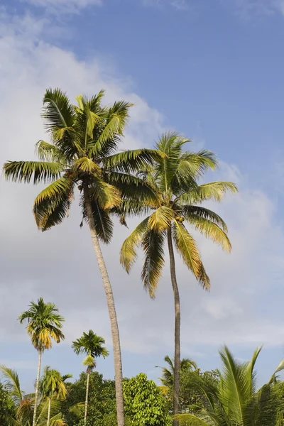 Kerala palmiers — Photo