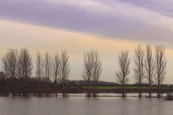Flooded poplars on a winters evening — Stock Photo, Image
