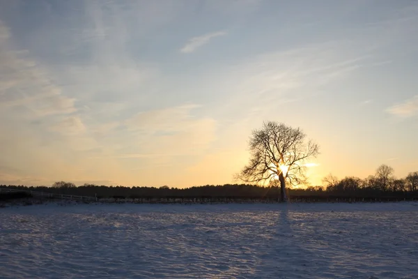 Cinza de inverno árvore com neve — Fotografia de Stock