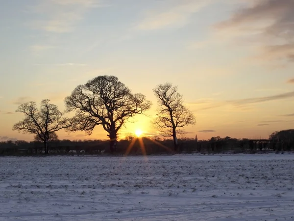 Trzy drzewa na wieczór zimy — Zdjęcie stockowe