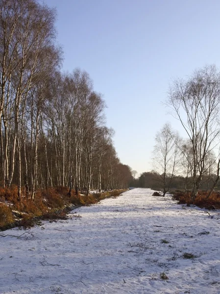 Vintern birch woods — Stockfoto