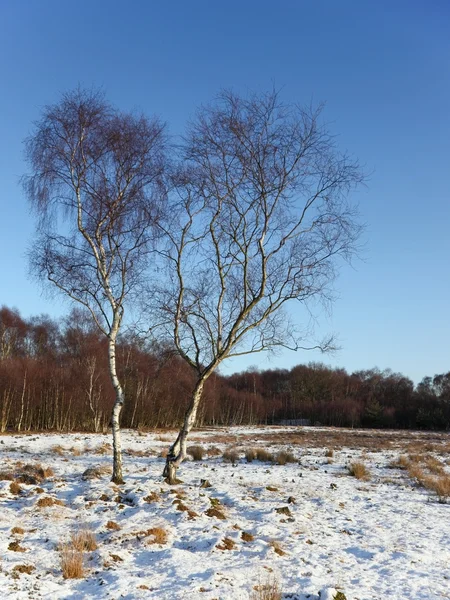 Winter birch trees — Stock Photo, Image