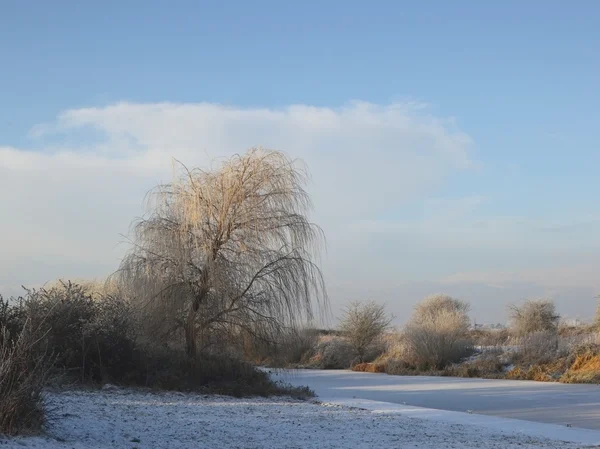 Weeping willow in winter — Stock Photo, Image