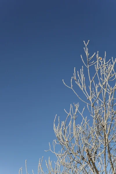 Frostat kvistar — Stockfoto