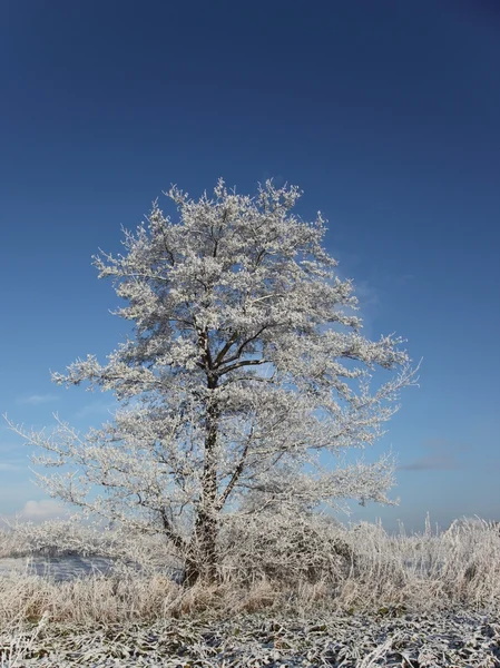 Frosted tree — Stock Photo, Image
