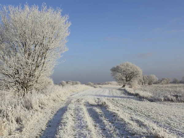 Pista congelada con árboles — Foto de Stock