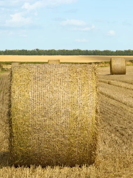 Round bales in summer — Stock Photo, Image