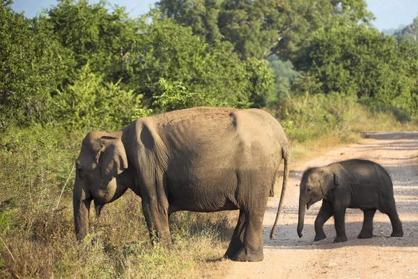 Madre e bambino elefante — Foto Stock
