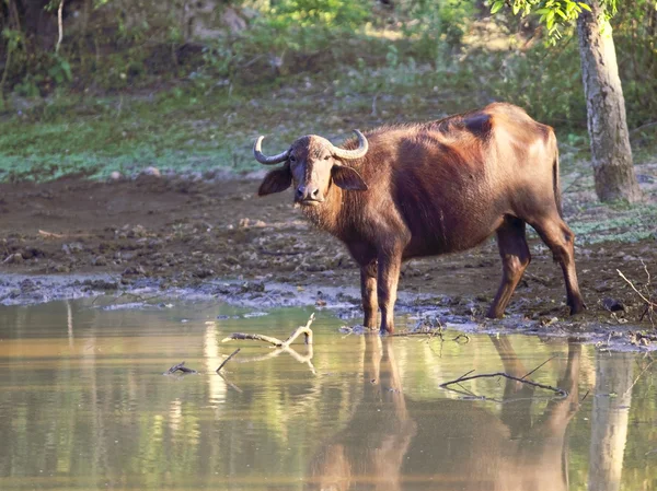 野生の水牛 — ストック写真