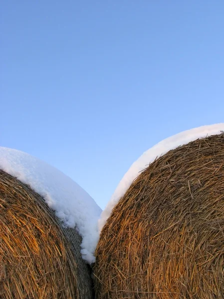 Stock image Round bales with snow