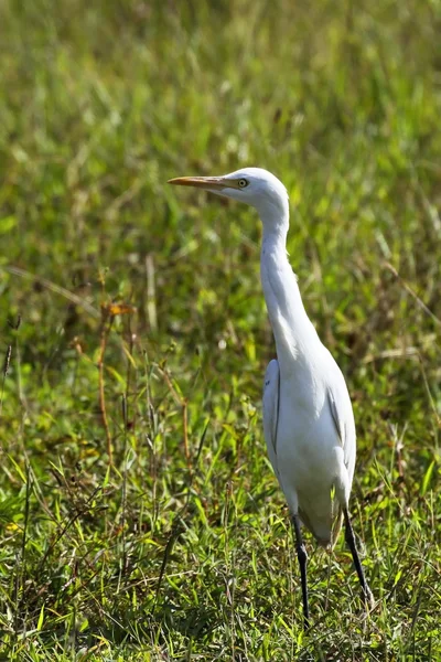 Sri lankan cattle egret — Stock Photo, Image