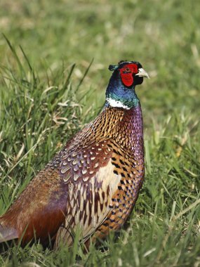 Cock pheasant phasianus colchicus clipart