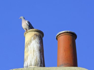 Chimney pots with wood pigeon clipart