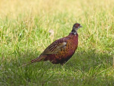 Young pheasant clipart