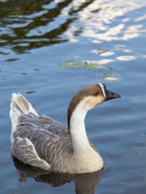 Swan goose female 3 clipart