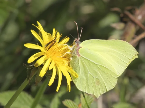 Motýl Žluťásek na Pampeliška květin — ストック写真