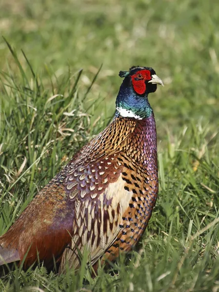 Cock pheasant phasianus colchicus — Stock Photo, Image
