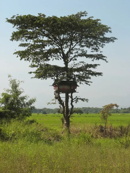 Treehouse in sri lanka — Stock Photo, Image