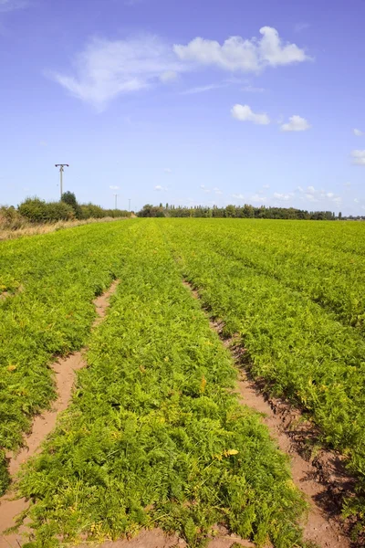 Carrot field — Stock Photo, Image
