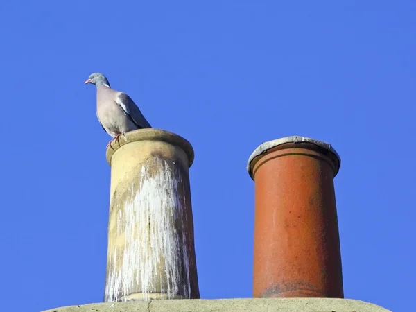 Chimney pots with wood pigeon — Stock Photo, Image