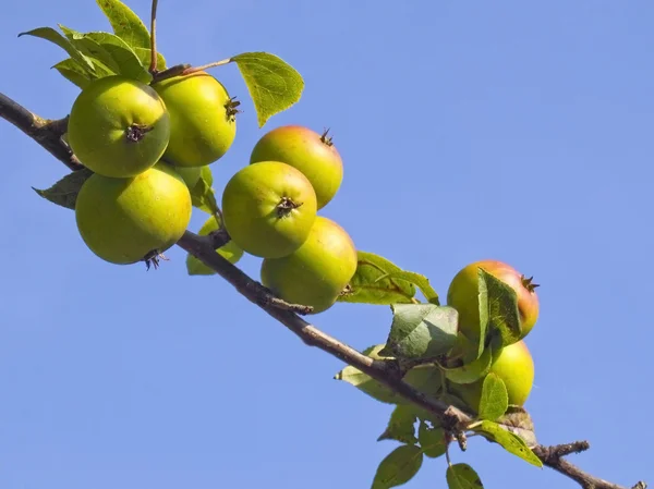 Little green apples — Stock Photo, Image