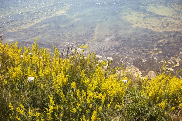 Stock image Ladies bedstraw flowers by the sea