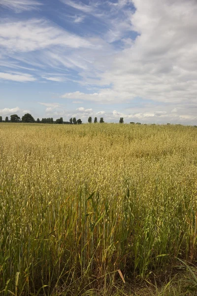 Field of oats — Stock Photo, Image