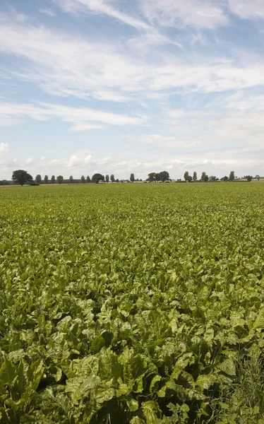 Field of sugar beet — Stock Photo, Image