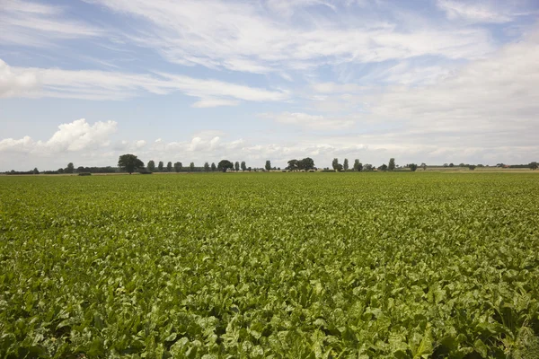 Sugar beet in field — Stock Photo, Image