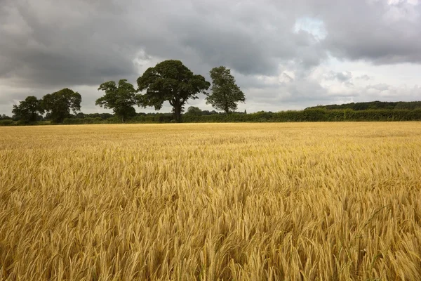 Mognadsprocessen korn på sommaren — Stockfoto