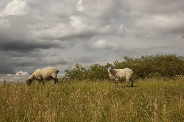 Sheep on hillside — Stock Photo, Image