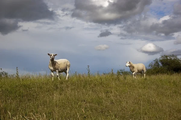 Deux moutons sur la colline — Photo