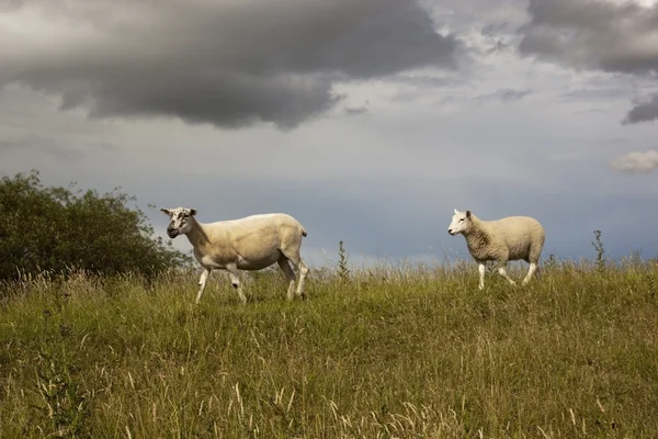 Овцы в травянистом поле — стоковое фото