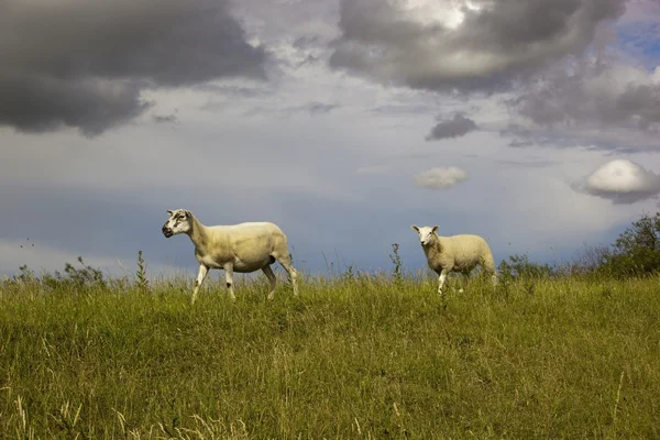 Owce na horyzoncie pola — Zdjęcie stockowe