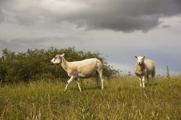 Moutons sur la colline herbeuse — Photo