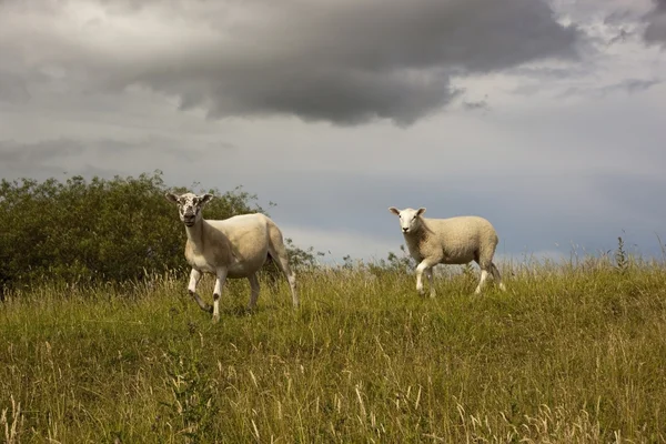Owce na trawiastym zboczu — Zdjęcie stockowe