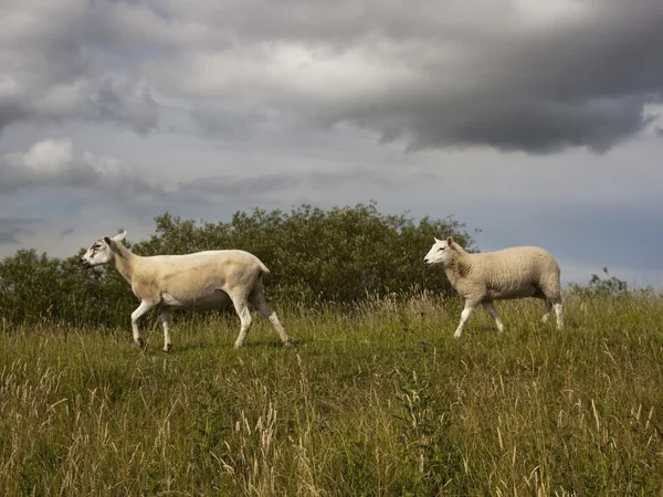 Sheep on grassy hillside — Stock Photo, Image