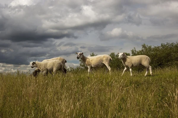Two sheep on hillside — Stock Photo, Image