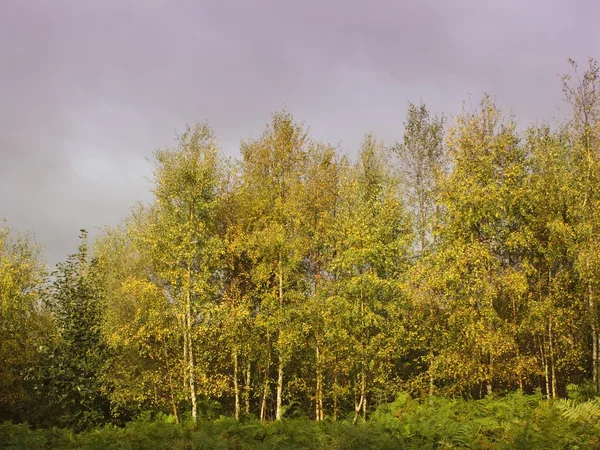 Birch trees with dramatic sky — Stock Photo, Image