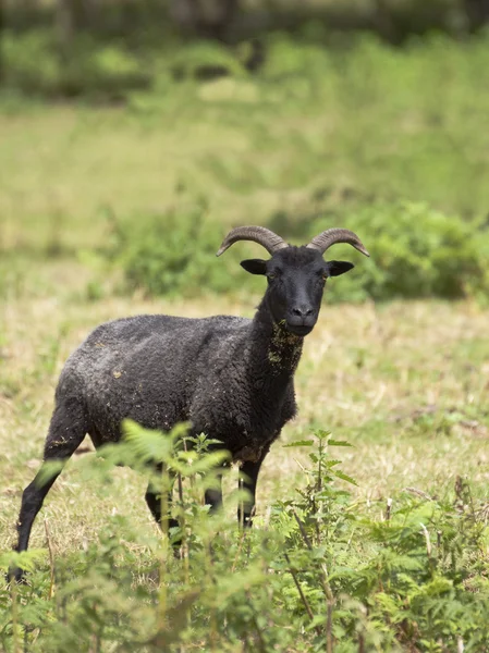 Hebridean schapen — Stockfoto