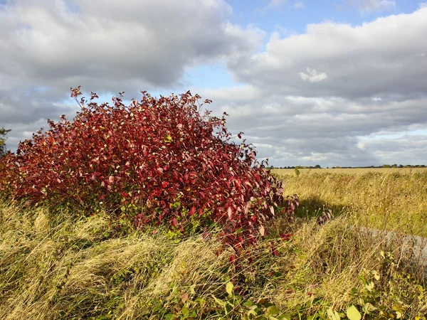 Cornus en otoño — Foto de Stock
