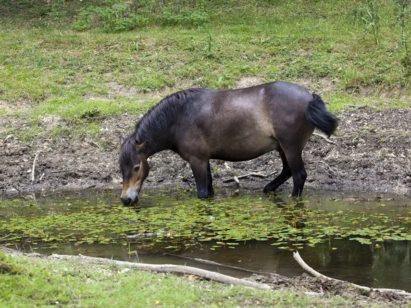 Exmoor ponei — Fotografie, imagine de stoc