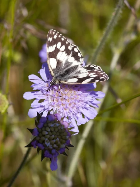 Marbled white butterfly — Stock Photo, Image